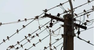 Why don't birds get shocked on power lines