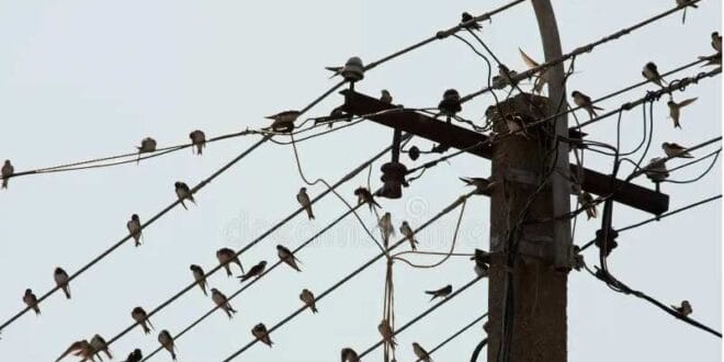 Why don't birds get shocked on power lines