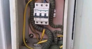 How can snakes accidentally cause a short circuit or the breakdown of power system?