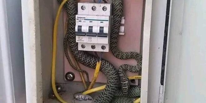 How can snakes accidentally cause a short circuit or the breakdown of power system?