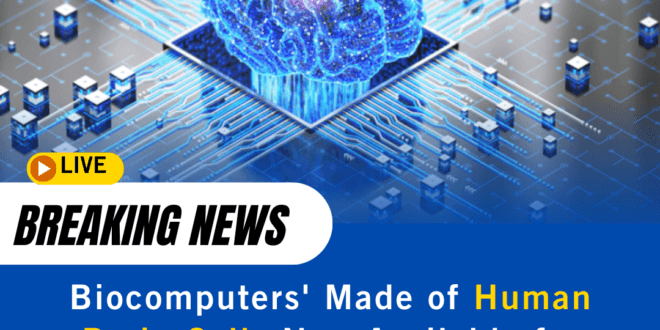 Biocomputers' Made of Human Brain Cells Now Available for Rent at $500/Month