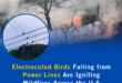 Electrocuted Birds Falling from Power Lines Are Igniting Wildfires Across the U.S