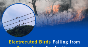 Electrocuted Birds Falling from Power Lines Are Igniting Wildfires Across the U.S