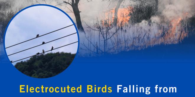 Electrocuted Birds Falling from Power Lines Are Igniting Wildfires Across the U.S