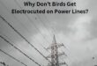 Why Don’t Birds Get Electrocuted on Power Lines?