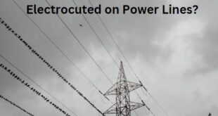 Why Don’t Birds Get Electrocuted on Power Lines?