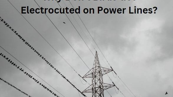 Why Don’t Birds Get Electrocuted on Power Lines?
